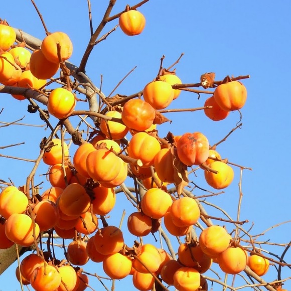 Meet your Posher, Sandra - Picture 1 of 1